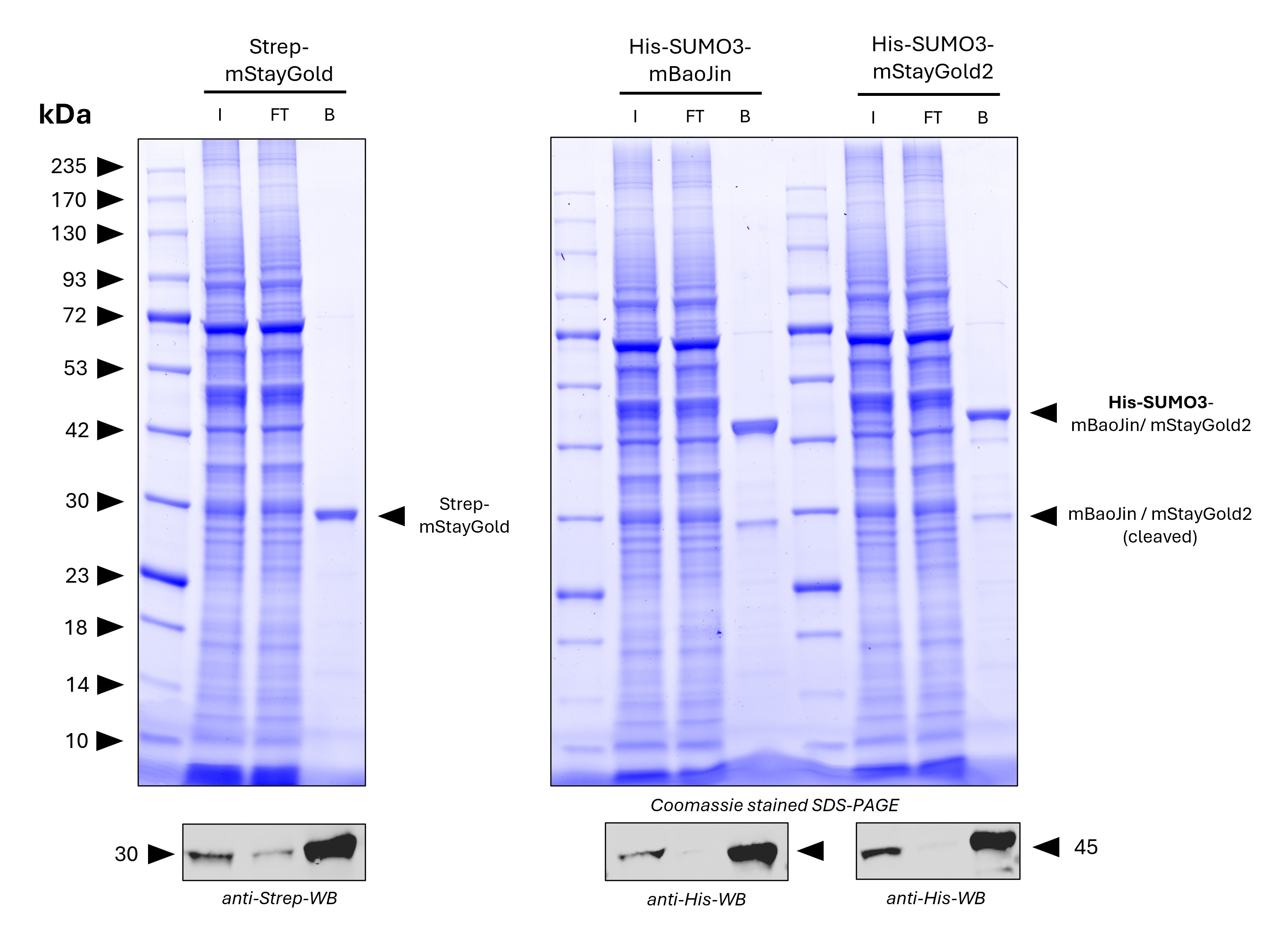 <b>Pulldown of spiked Strep-mStayGold, His-SUMO3-mBaoJin, and His-SUMO3-mStayGold2 from HZ293S cell lysate by MG-3233MA.</b> 
<br>5 µg of each antigen was spiked into lysate derived from 1.2*10^7 cells. For Coomassie and Western Blot analysis 1% of input (IN), 1% of flowthrough (F), and 20% of bound (B) fraction was loaded. His-SUMO3-mBaoJin and His-SUMO3-mStayGold2 were partially cleaved by intrinsic SUMO-proteases and cleaved mBaoJin or mStayGold2 is present in the bound fraction. Western Blots verify pulldown of Strep-mStayGold, His-SUMO3-mBaoJin and His-SUMO3-mStayGold2.