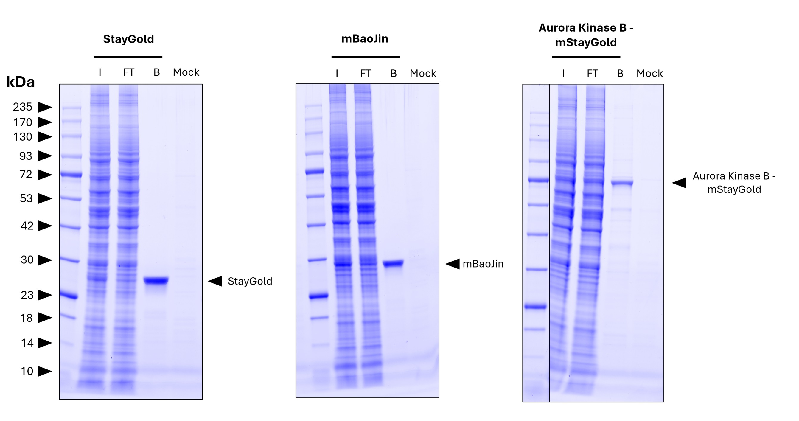 <b>Pulldown of StayGold, mBaoJin, and the fusion protein Aurora kinase B-mStayGold from transfected HEK 293T cells lysate by MG-3233MA.</b> 
<br>Each IP was performed with lysate derived from 1x10^7 cells. A mock control with lysate from untransfected cells was included to demonstrate the low background binding of the resin. For Coomassie analysis of the SDS-gel 1% of input (IN), 1% of flowthrough (F), and 10% of bound (B) and Mock fraction was loaded.