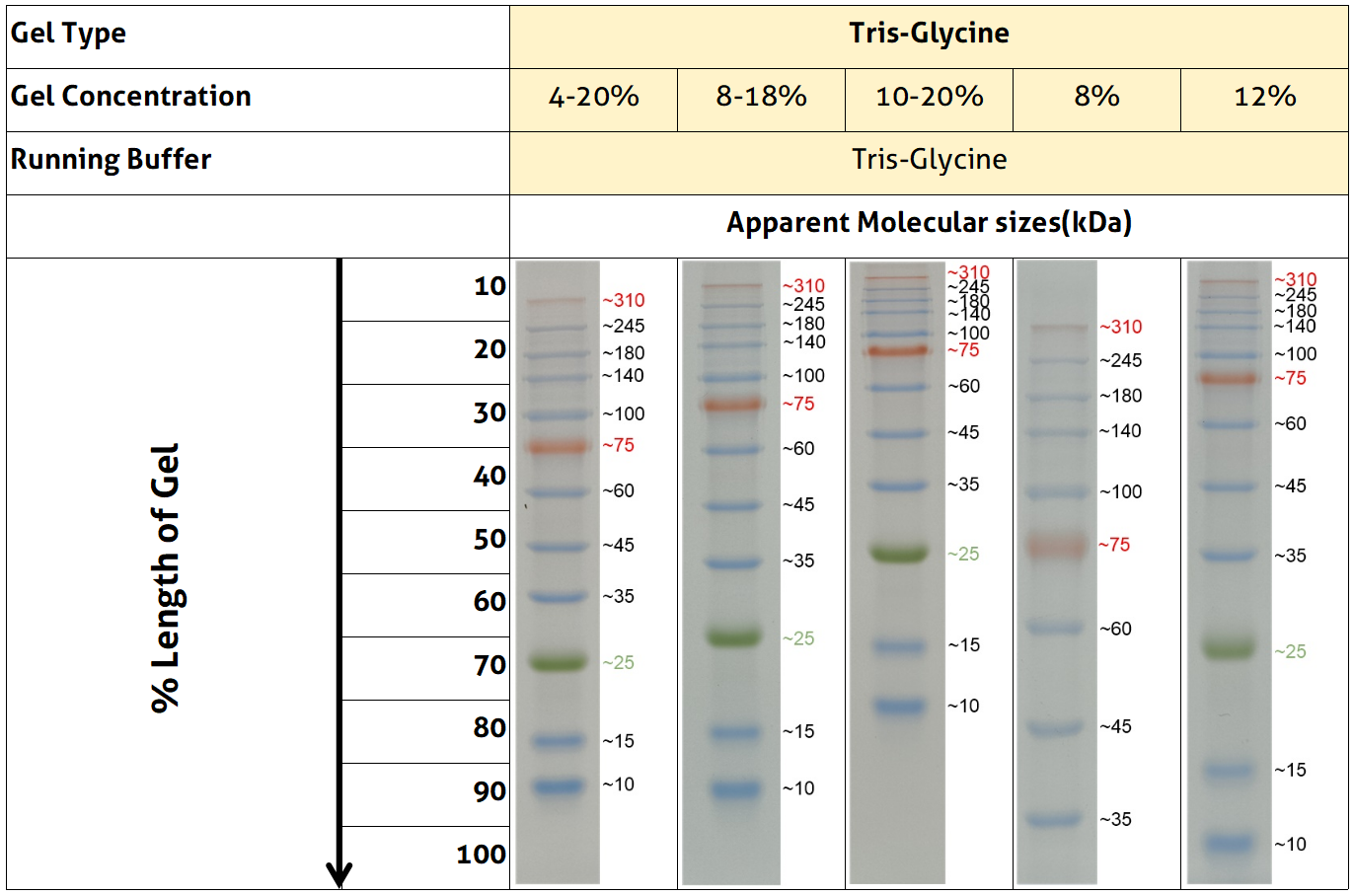 超宽分子量预染蛋白质标记（10-310 kDa）在不同浓度Tris-glycine胶上呈现的分子量分布，对照如上图。