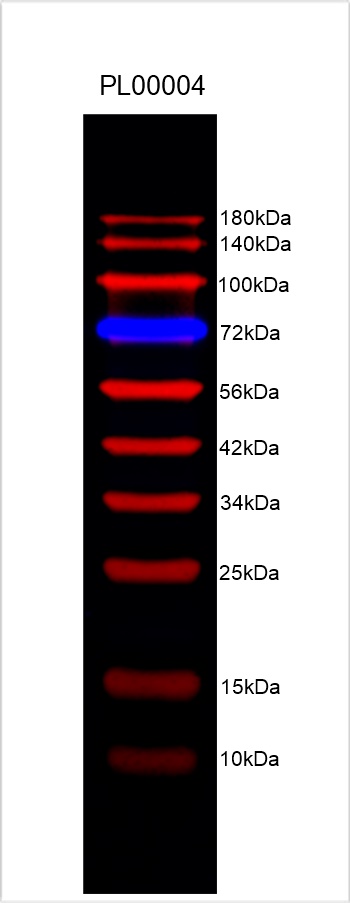 8%-18%的Tris-glycine胶上样2 μL的蛋白ladders，电泳后转PVDF膜，封闭结束后直接使用Bio-Rad的ChemiDoc MP Imaging System设备550 nm（72 kDa）和680 nm（除72 kDa以外）双通道拍摄。