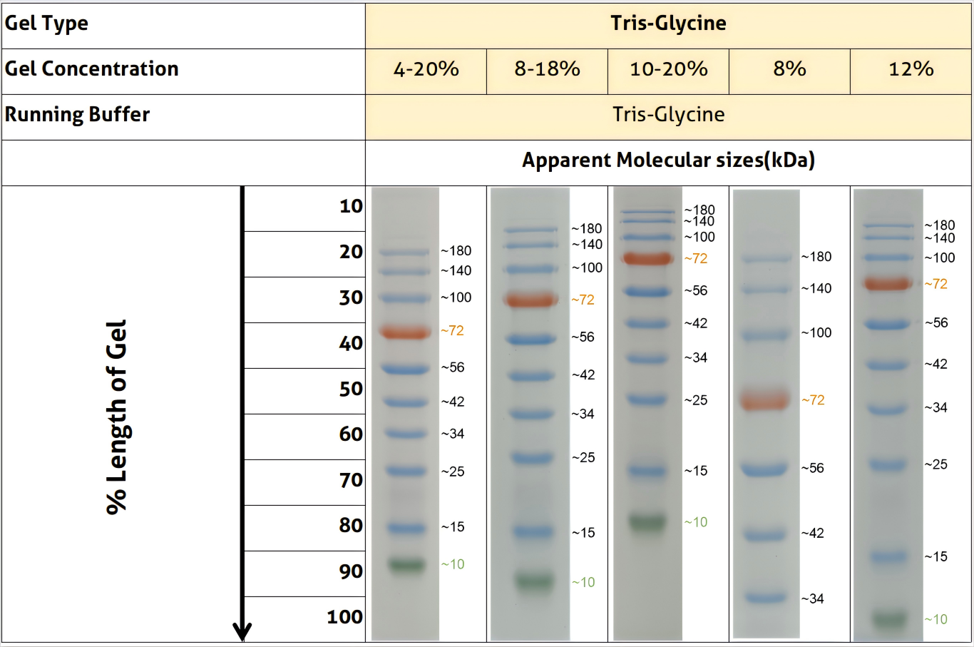 蛋白质常规分子量标记 (10-180 kDa) 在不同浓度Tris-glycine胶上呈现的分子量分布，对照如上图。