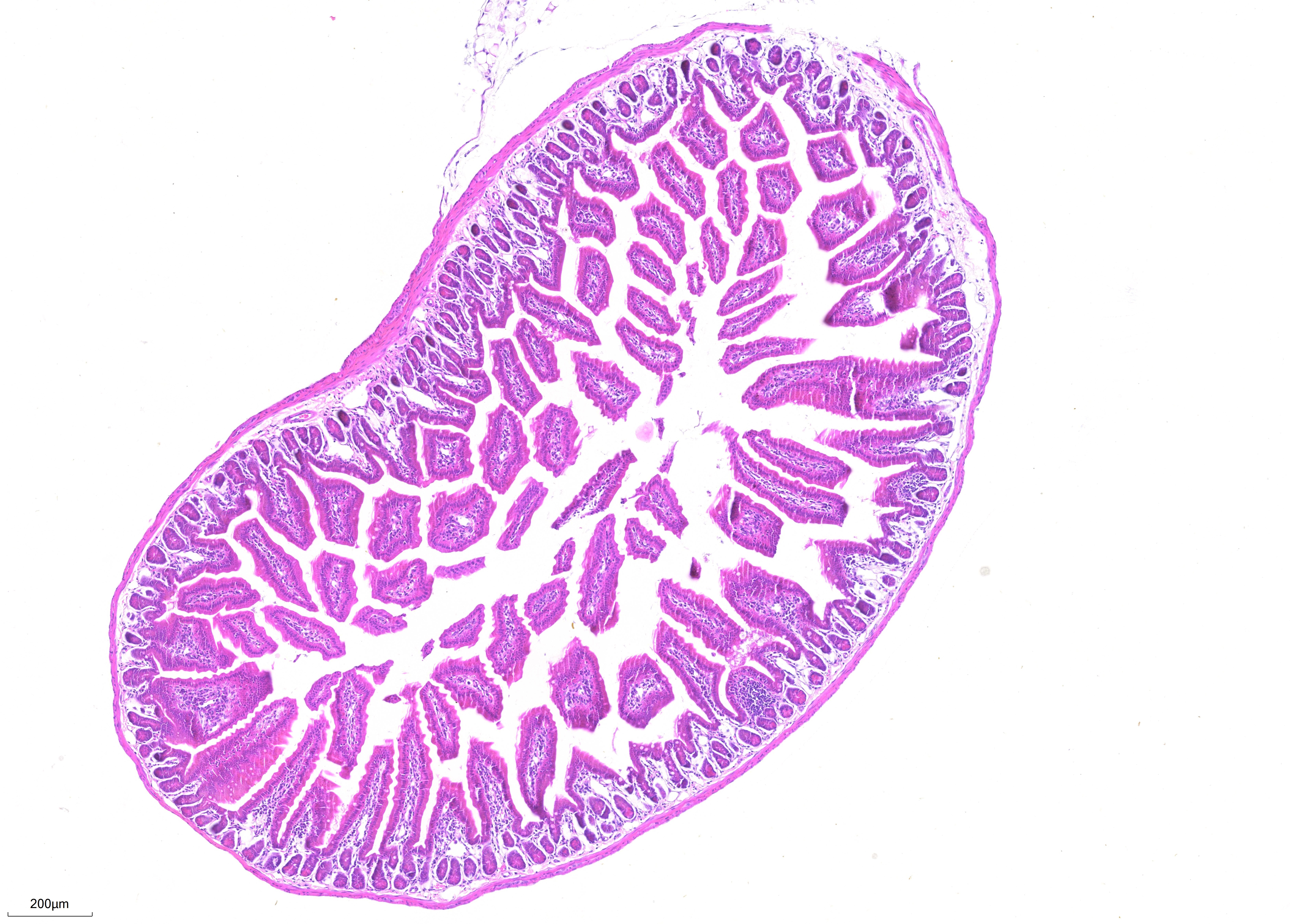 FFPE mouse small intestine tissue was stained with PR30004 (Mayer's Hematoxylin Solution) and PR30019 (Eosin Staining Solution).