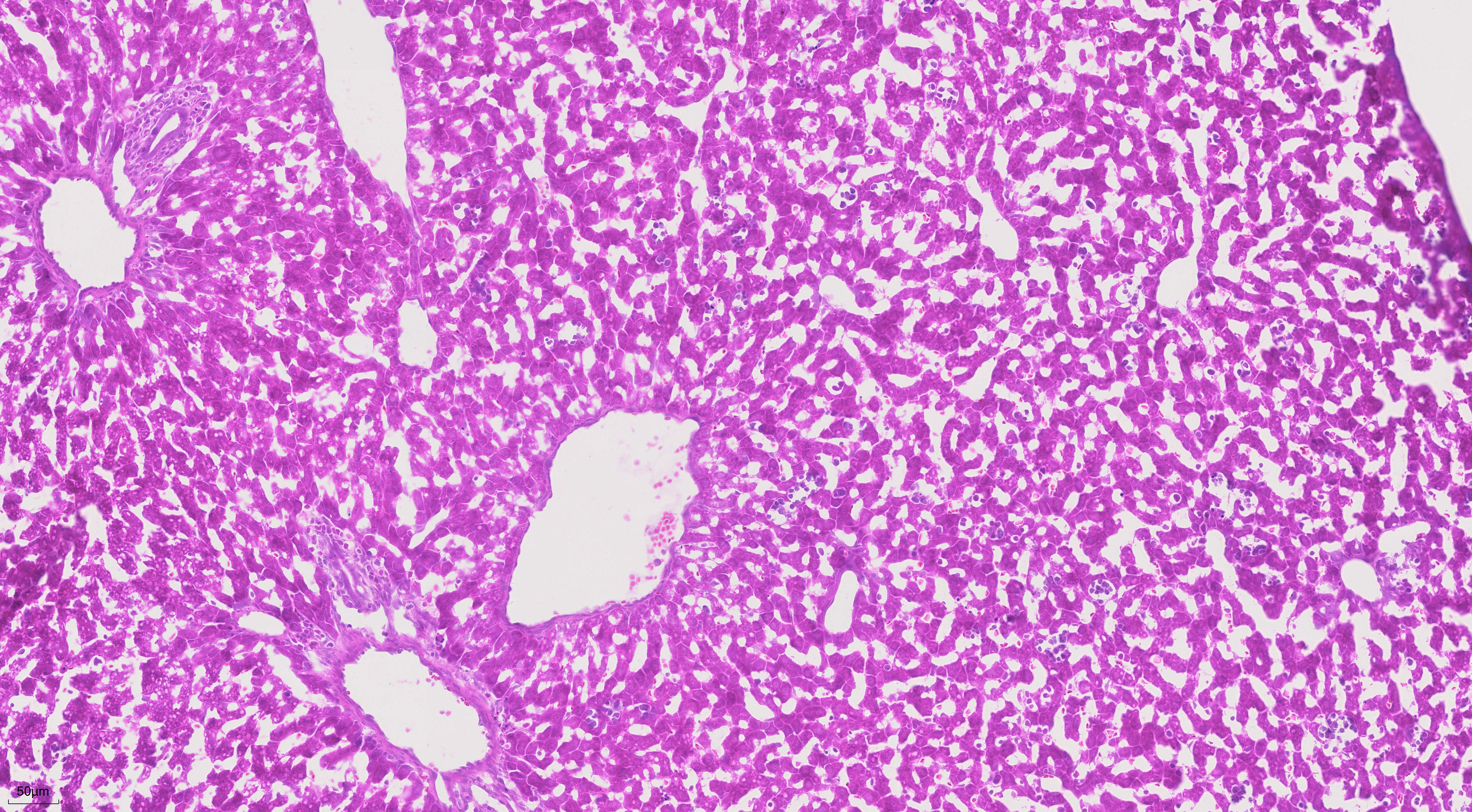 Frozen mouse liver tissue was stained with PR30004 (Mayer's Hematoxylin Solution) and PR30019 (Eosin Staining Solution).
