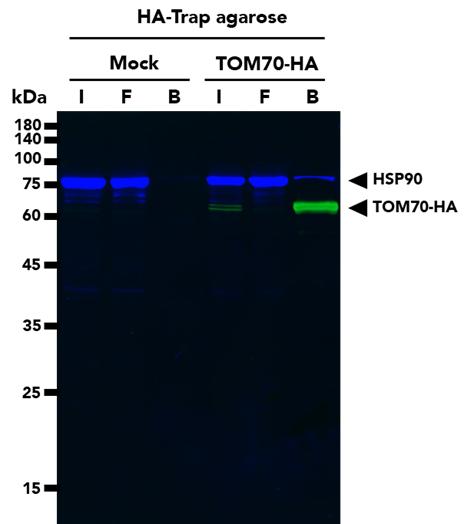 Co-IP  using HA-Trap Agarose Kit followed by multiplexed WB of TOM70-HA and HSP90 proteins from untransfected (mock) HEK293T cells and HEK293T cells transfected with full-length TOM70-HA construct. WB analysis was done on samples from the Input (I), Flow-through (F) and Bound (B) fractions of the IP. TOM70 Monoclonal Antibody (66593-1-Ig), Multi-rAB CoraLite Plus 488-Goat Anti-Mouse Recombinant Secondary Antibody (RGAM002), HSP90 Polyclonal Antibody (13171-1-AP), and Multi-rAb CoraLite Plus 750-Goat Anti Rabbit Recombinant Secondary Antibody (RGAR006) were used in the WB analysis. 
