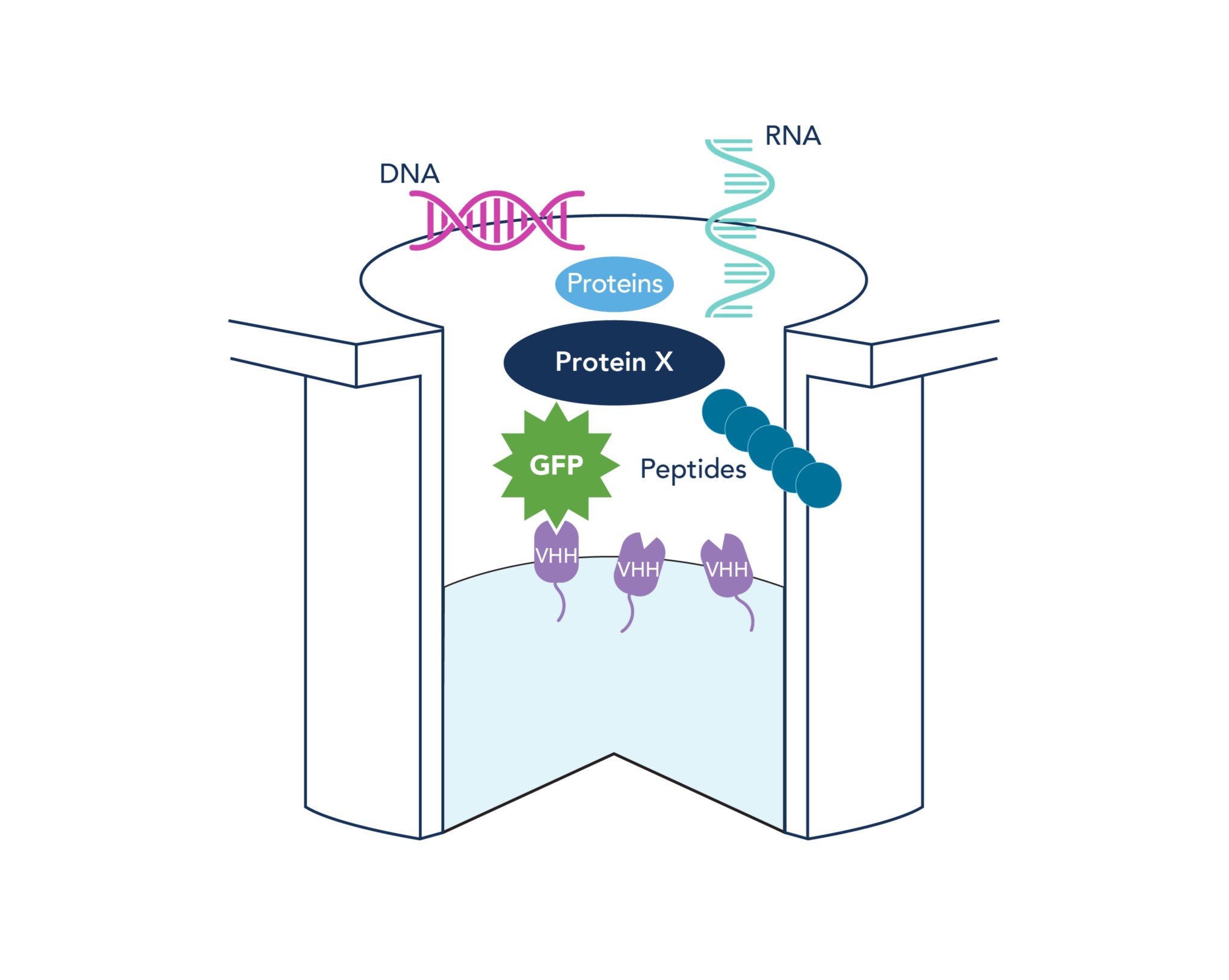 GFP-Trap Multiwell Plate for high throughput IP and ELISA analysis
