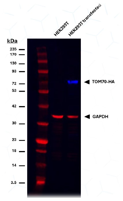 Multiplex Western Blot with HA-Label (hbCL488, 1:500) targeting HA-labeled TOM70 (blue) and CoraLite®647-conjugated GAPDH (Human Specific) Recombinant antibody (red) 1:500; PTG CL647-80570. Tested on HEK293T lysate and HEK293T transfected with TOM70-HA (Protein ladder: PL00002)