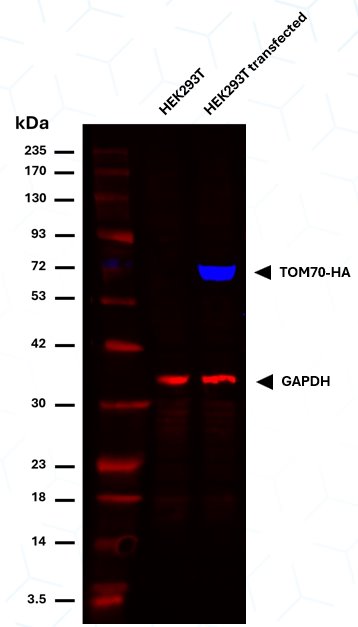 Multiplex Western Blot with HA-Label (hbCL555, 1:500) targeting HA-labeled TOM70 (blue) and CoraLite®647-conjugated GAPDH (Human Specific) Recombinant antibody (red) 1:500; PTG CL647-80570. Tested on HEK293T lysate and HEK293T transfected with TOM70-HA (Protein ladder: PL00002)