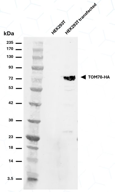 Western Blot with HA-Label (hbCL488, 1:500) targeting HA-labeled TOM70 (black). Tested on HEK293T lysate and HEK293T transfected with TOM70-HA (Protein ladder: PL00002)