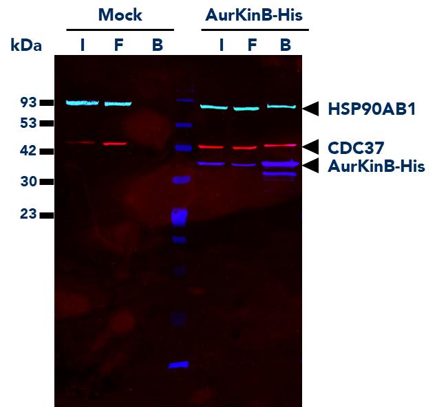 His Fab-Trap® Agarose (hfa) was used for the Co-IP of AurKinB-His fusion protein and interacting partners from untransfected (mock) and transfected HEK293T cells. Multiplexed WB was done on Input (I), Flow-Through (F), and Bound (B) fractions of the IP. Detection was completed using His-tag Monoclonal Antibody (66005-1-Ig) labeled with FlexAble CoraLite Plus 647 Kit for Mouse IgG (KFA023), CDC37 Monoclonal Antibody (66420-1-Ig) labeled with FLexAble CoraLite Plus 750 Kit for Mouse IgG2a (KFA044), and HSP90AB1 Monoclonal Antibody (67450-1-Ig) labeled with FlexAble CoraLite Plus 488 Kit for Mouse IgG2b (KFA061).