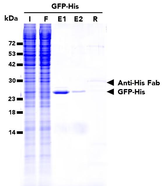 IP of GFP-His fusion protein from transfected HEK293T cells using His Fab-Trap Agarose (hfa) followed by a two-step elution using His-Peptide (hp). I: Input, F: Flow-through, E1: 1st elution, E2: 2nd elution, R: Residual.