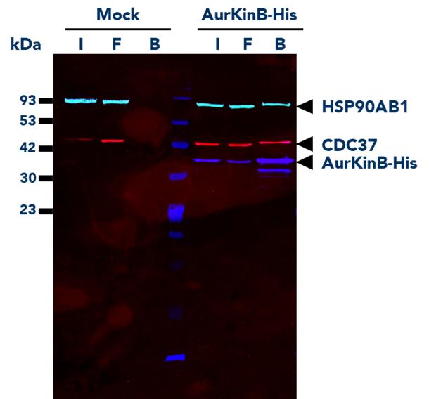 His Fab-Trap® Agarose (hfa) was used for the Co-IP of AurKinB-His fusion protein and interacting partners from untransfected (mock) and transfected HEK293T cells. Multiplexed WB was done on Input (I), Flow-Through (F), and Bound (B) fractions of the IP. Detection was completed using His-tag Monoclonal Antibody (66005-1-Ig) labeled with FlexAble CoraLite Plus 647 Kit for Mouse IgG (KFA023), CDC37 Monoclonal Antibody (66420-1-Ig) labeled with FLexAble CoraLite Plus 750 Kit for Mouse IgG2a (KFA044), and HSP90AB1 Monoclonal Antibody (67450-1-Ig) labeled with FlexAble CoraLite Plus 488 Kit for Mouse IgG2b (KFA061).