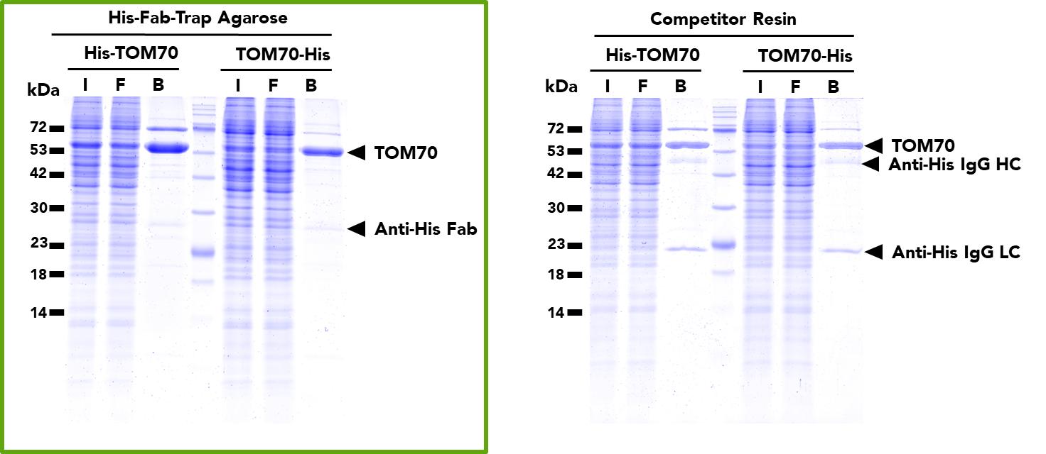 IP of His-TOM70 and TOM70-His proteins using either His Fab-Trap Agarose (left) or a competitor resin product (right) from transfected HEK293T cells. The His Fab-Trap pulls down the TOM70 proteins more efficiently and with less background when compared to the competitor.