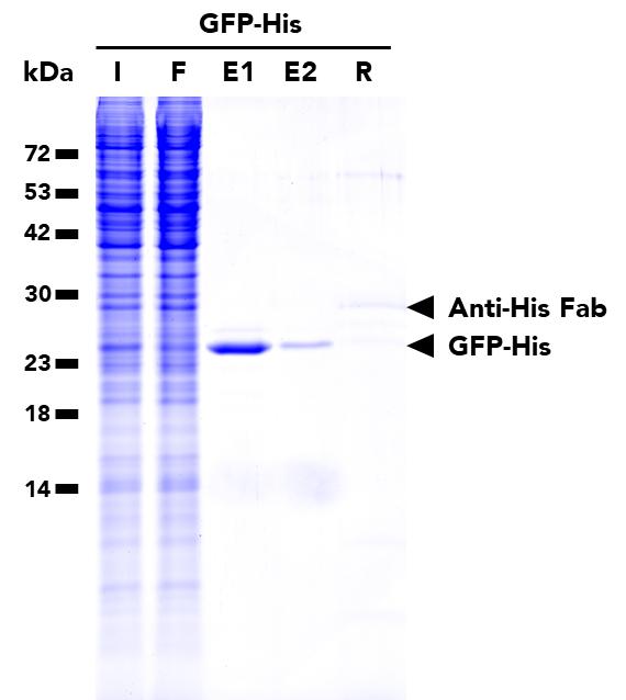 IP of GFP-His fusion protein from transfected HEK293T cell using His Fab-Trap® Magnetic Agarose (hfma) followed by a two-step elution with His-Peptide (hp). I: Input, F: Flow-Through, E1: 1st elution, E2: 2nd elution, R: Residual.