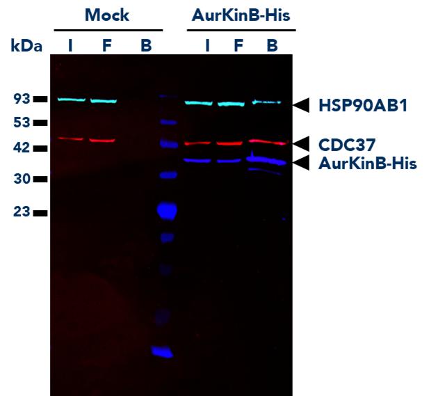 His Fab-Trap® Magnetic Agarose (hfma) was used for the Co-IP of AurKinB-His fusion protein and interacting partners from untransfected (mock) and transfected HEK293T cells. Multiplexed WB was done on Input (I), Flow-Through (F), and Bound (B) fractions of the IP. Detection was completed using His-tag Monoclonal Antibody (66005-1-Ig) labeled with FlexAble CoraLite Plus 647 Kit for Mouse IgG (KFA023), CDC37 Monoclonal Antibody (66420-1-Ig) labeled with FLexAble CoraLite Plus 750 Kit for Mouse IgG2a (KFA044), and HSP90AB1 Monoclonal Antibody (67450-1-Ig) labeled with FlexAble CoraLite Plus 488 Kit for Mouse IgG2b (KFA061). 