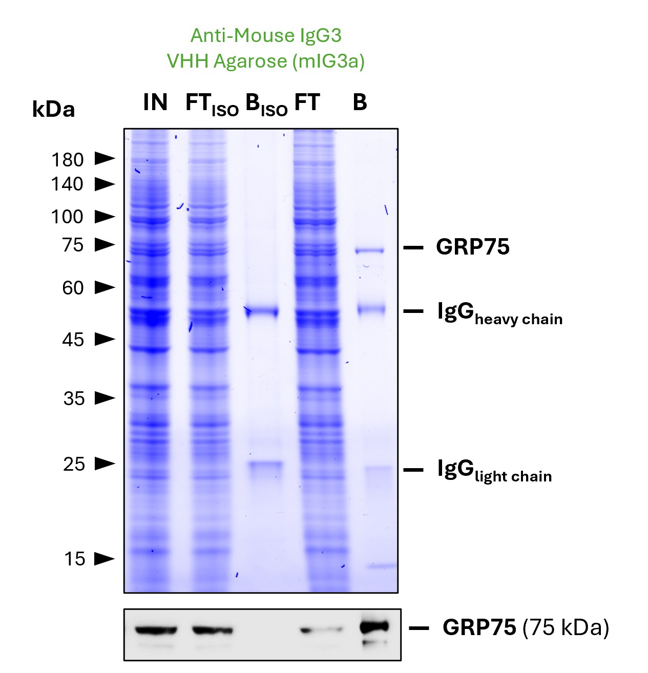 IP of GRP75 by anti-mouse IgG3 VHH agarose (mIG3a) using an anti-GRP75 monoclonal IgG3. As control, a IgG3 isotype control antibody (PTG: 66360-4-Ig) was used (BISO). 5 µg of each IgG was spiked into HEK293T cell lysate derived from 1x10^7 cells. 0.5% of input (IN) and flow through (FT) and 20% of bound (B) fraction was loaded onto an SDS-PAGE gel. For Western blot analysis GRP75 was detected using a polyclonal rabbit IgG (PTG: 14887-1-AP) (1:5000) labeled with FlexAble HRP (KFA005). 