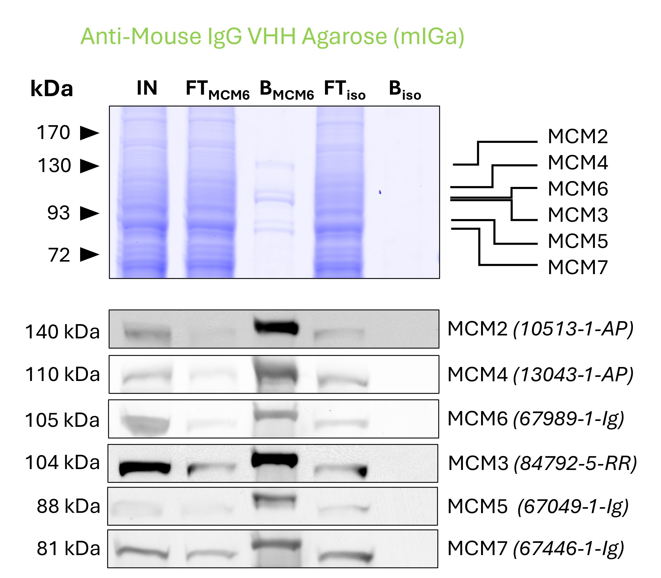 Co-IP of MCM complex via pulldown of MCM6 using 5 µg of monoclonal anti-MCM6 IgG1 (PTG: 67989-1-Ig) and anti-mouse IgG VHH agarose (mIGa). 5 µg of each IgG was spiked into HEK293T cell lysate derived from 1x10^7 cells. All subunits of the 600 kDa hetero-hexameric complex are successfully precipitated, as shown in a Coomassie blue stained SDS-gel and by Western blot analysis using subunit specific antibodies. Apparent molecular weights are provided. For input (IN) and flowthrough (FT) fractions, 1% was loaded, respectively. For bound (B) fraction and bound fraction of isotype control antibody (BISO), 20% was loaded. Product codes for PTG-antibodies are provided in parentheses.