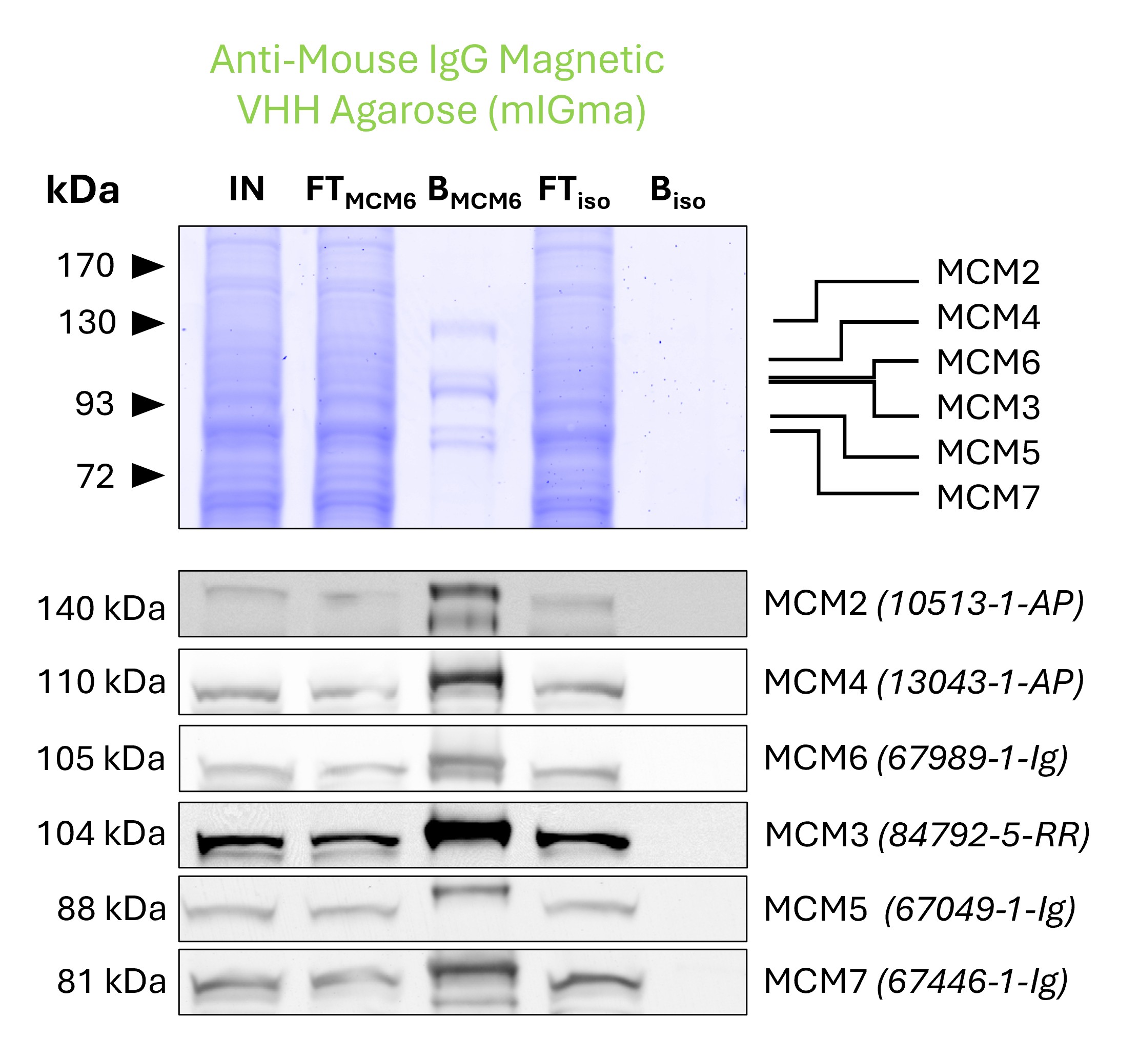 Co-IP of MCM complex via pulldown of MCM6 using 5 µg of monoclonal anti-MCM6 IgG1 (PTG: 67989-1-Ig) and anti-mouse IgG magnetic VHH agarose (mIGma). 5 µg of each IgG was spiked into HEK293T cell lysate derived from 1x10^7 cells. All subunits of the 600 kDa hetero-hexameric complex are successfully precipitated, as shown in a Coomassie blue stained SDS-gel and by Western blot analysis using subunit specific antibodies. Apparent molecular weights are provided. For input (IN) and flowthrough (FT) fractions, 1% was loaded, respectively. For bound (B) fraction and bound fraction of isotype control antibody (BISO), 20% was loaded. Product codes for PTG-antibodies are provided in parentheses.