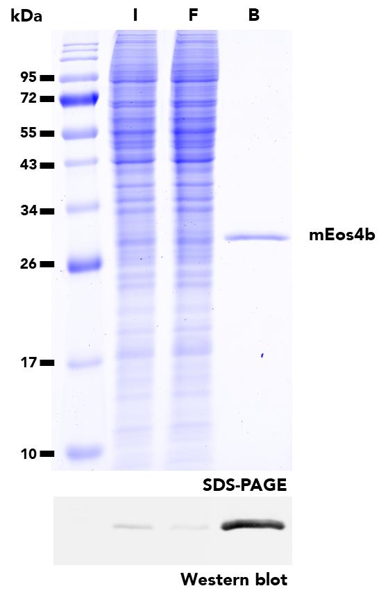 IP of mEos4b protein from transfected HEK29T cells using mEos-Trap Agarose. I: Input, F: Flow-Through, B: Bound. 