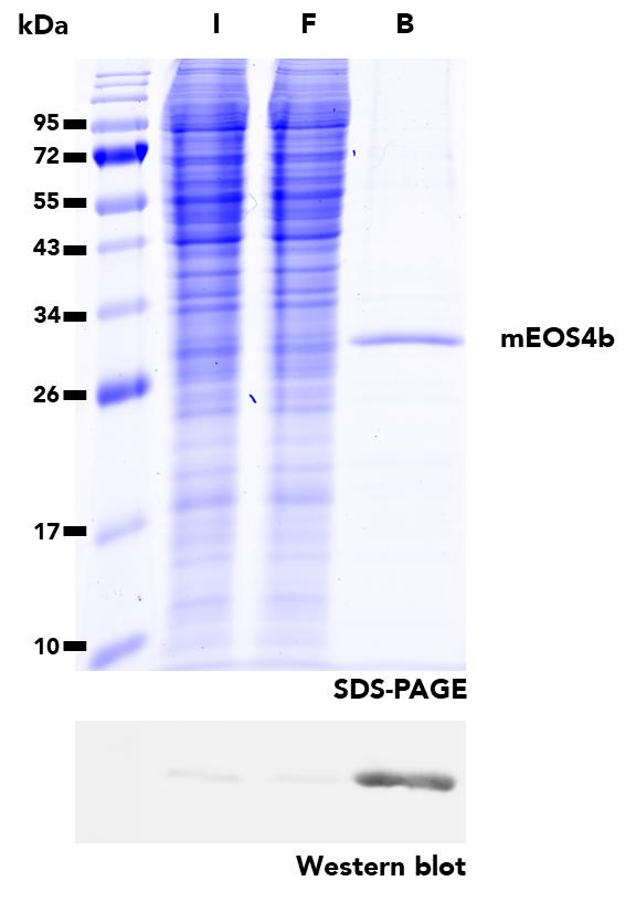 IP of mEos4b protein from transfected HEK293T cells using mEos-Trap Magnetic Agarose. I: Input, F: Flow-Through, B: Bound.