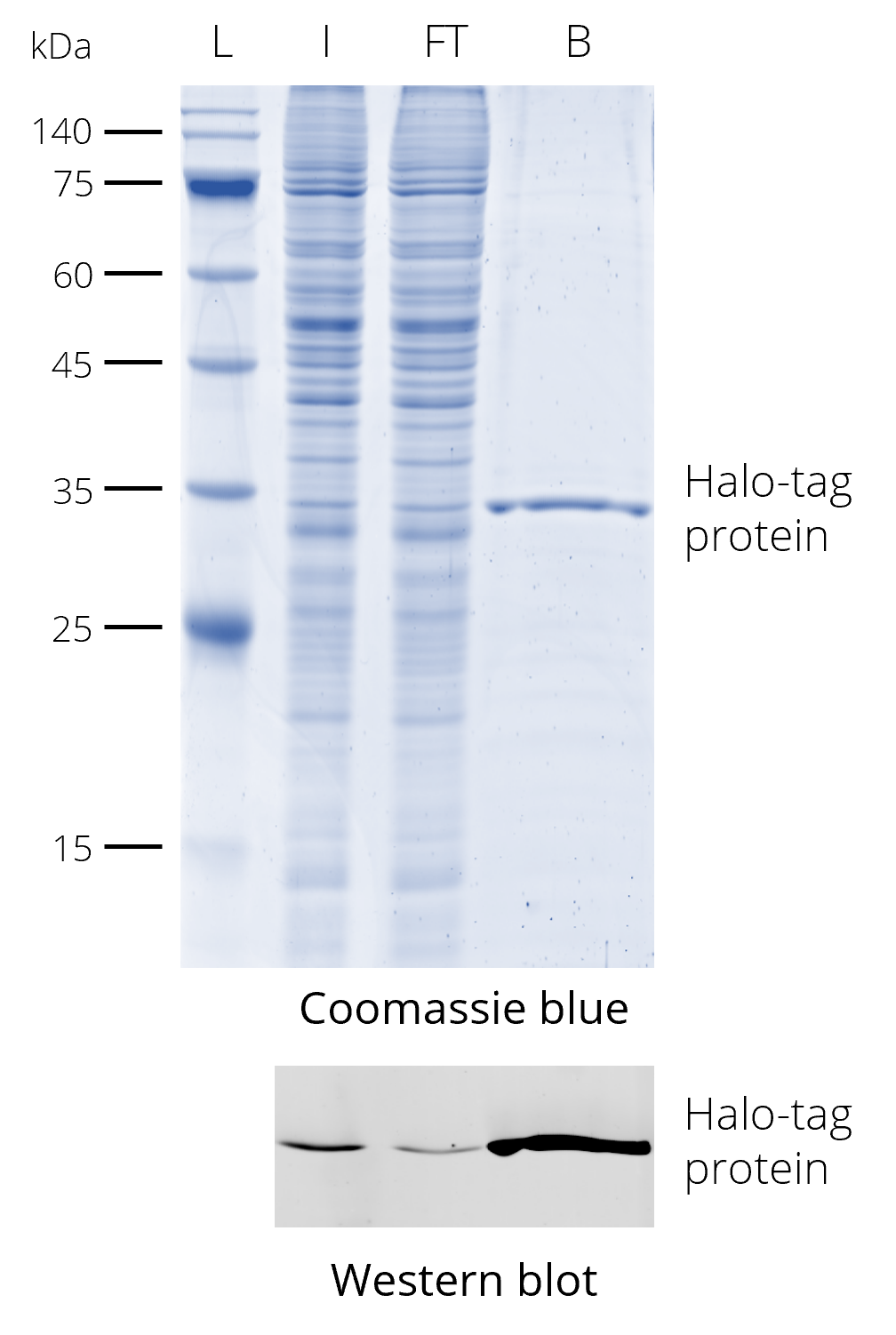 Halo-Trap Magnetic Particles M-270 was used for immunoprecipitation of Halo-tag protein from HEK293T cell lysate and elution with 2x SDS-sample buffer. Coomassie blue staining shows elution of enriched Halo-tag protein. Western blot was probed with Halo antibody [28A8] (28a8) and Nano-Secondary® alpaca anti-mouse IgG1, recombinant VHH, Alexa Fluor® 488 [CTK0103, CTK0104] (sms1AF488-1). L: Prestained protein marker (Proteintech, PL00001), I: Input, FT: Flow-Through, B: Bound.