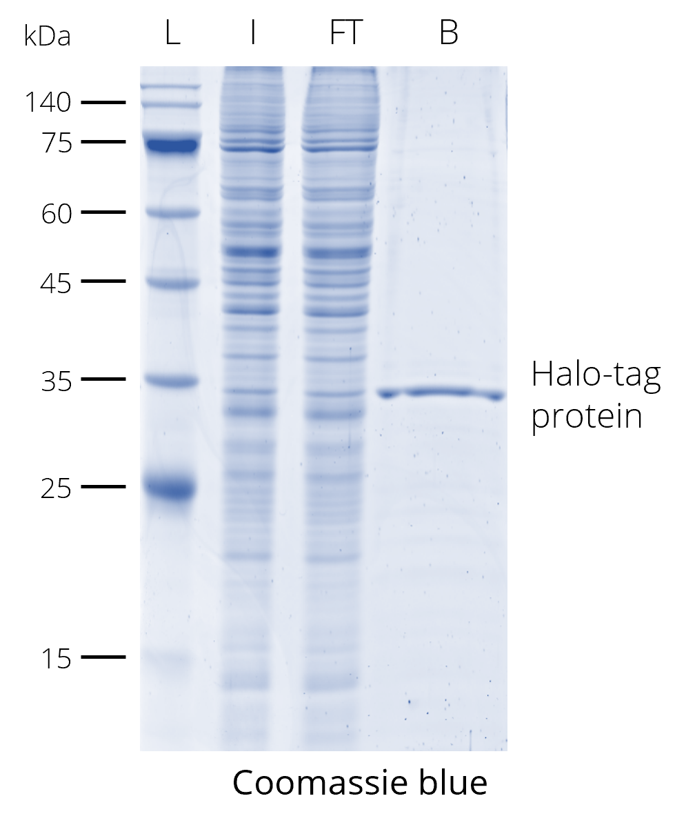Halo-Trap Magnetic Particles M-270 was used for immunoprecipitation of Halo-tag protein from HEK293T cell lysate and elution with 2x SDS-sample buffer. Coomassie blue staining shows elution of enriched Halo-tag protein. L: Prestained protein marker (Proteintech, PL00001), I: Input, FT: Flow-Through, B: Bound.