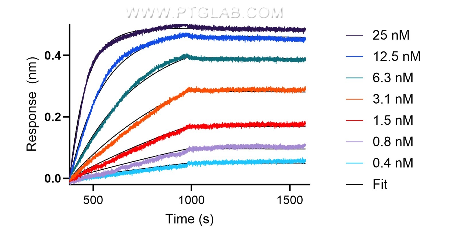 The affinity of anti-human PD-L1 recombinant VHH towards human PD-L1 was determined using biolayer interferometry (BLI). Biotinylated, recombinant human PD-L1 was immobilized on Streptavidin biosensors and assayed with 0.4 to 25 nM of FITC Plus conjugated-PD-L1 VHH (FITC-pdlo). Fit indicates a 1:1 binding model fitted to the data.