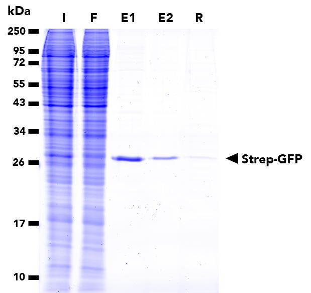 IP of Strep-GFP fusion protein from transfected HEK293T cells using Strep-NanoTrap Agarose (qta) followed by a two-step elution with Strep-Peptide (qp). I: Input, F: Flow-Through, E1: 1st elution, E2: 2nd elution, R: Residual. 