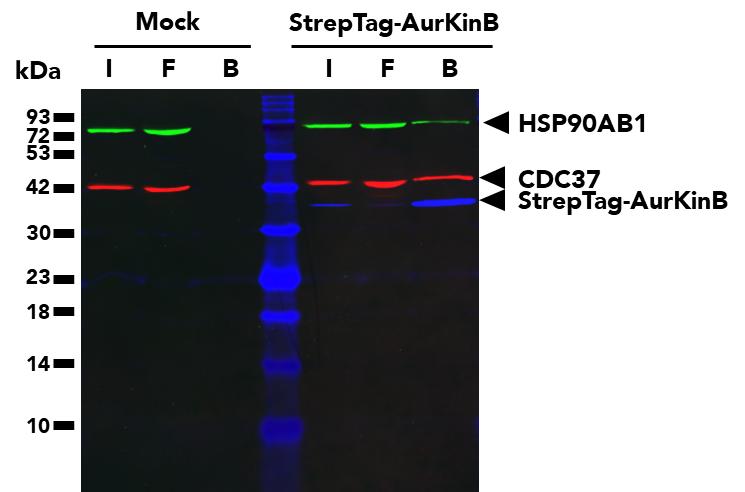 Co-IP  using Strep-NanoTrap Agarose followed by multiplexed WB of StrepTag-AurKinB, CDC37, and HSP090AB1 proteins from untransfected (mock) HEK293T cells and HEK293T cells transfected with StrepTag-Aurora Kinase B construct. WB analysis was done on samples from the Input (I), Flow-through (F) and Bound (B) fractions of the IP. For the WB analysis, StrepTag was detected using an Anti-StrepTag DY-649 antibody, CDC37 was detected with an Anti-CDC37 Monoclonal Antibody (66420-1-Ig) labeled with FlexAble CoraLite Plus 750 Antibody Labeling Kit for Mouse IgG2a (KFA044), and HSP90AB1 was detected using an Anti-HSP90AB1 Monoclonal Antibody (67450-1-Ig) labeled with FlexAble CoraLite Plus 488 Antibody Labeling Kit for Mouse IgG2b (KFA061). 