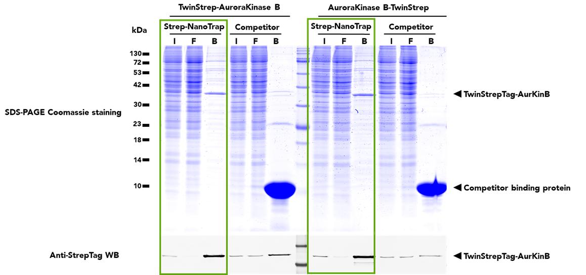 IP followed by WB of either N- (left) or C- (right) terminally-linked TwinStrepTag-Aurora Kinase B fusion proteins from transfected HEK293T cells using either Strep-NanoTrap Agarose or a Competitor Resin. The Strep-NanoTrap binds to both N- and C-terminally linked TwinStrepTag proteins with higher affinity than the competitor product. WB analysis additionally indicates that all TwinStrepTagged material is sucessfully eluted in the Bound (B) fraction, with little to no material left in the Flow-Through (F).