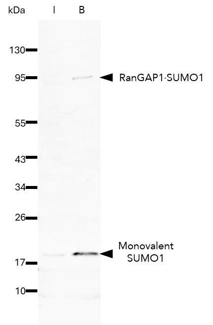 The SUMO1-Trap Agarose (s1ta) was used to immunoprecipitate endogenous SUMO1 and SUMO1ylated proteins from HEK293T cells. Samples of the input lysate (I), and bound (B) fraction were analyzed by Western blot using 10329-1-AP (SUMO1 Polyclonal Antibody). 
SUMO1 and the commonly SUMO1ylated protein RanGAP1 are highly enriched using the SUMO1-Trap. 