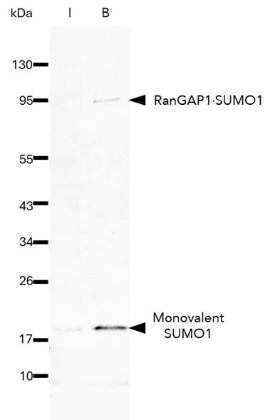 The SUMO1-Trap Agarose (s1ta) was used to immunoprecipitate endogenous SUMO1 and SUMO1ylated proteins from HEK293T cells. Samples of the input lysate (I), and bound (B) fraction were analyzed by Western blot using 10329-1-AP (SUMO1 Polyclonal Antibody). 
SUMO1 and the commonly SUMO1ylated protein RanGAP1 are highly enriched using the SUMO1-Trap. 