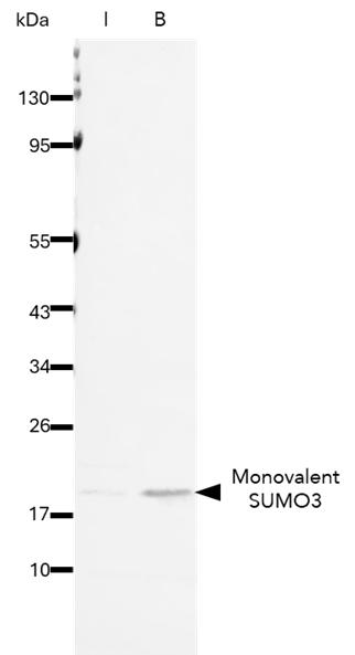 The SUMO3-Trap Agarose (s3ta) was used to immunoprecipitate endogenous SUMO3 from HEK293T cells. Samples of the input lysate (I), and bound (B) fraction were analyzed using Western blot using 11251-1-AP (SUMO2/3 Polyclonal Antibody). SUMO3 is highly enriched using the SUMO3-Trap.