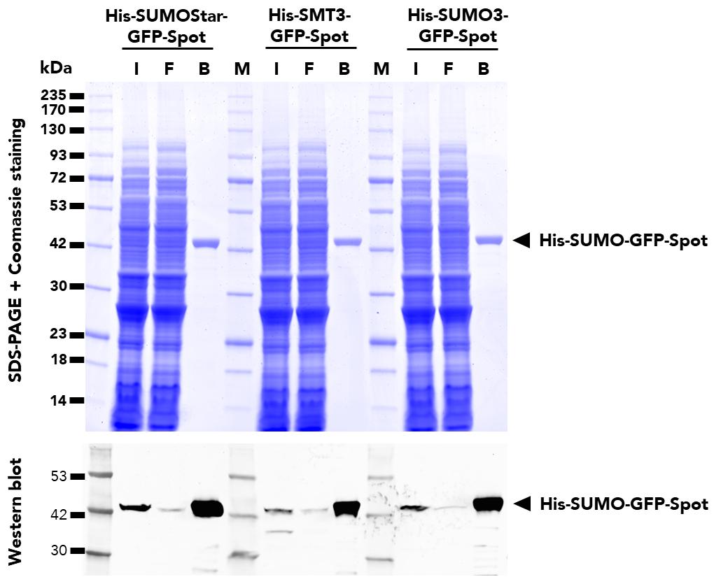 Immunoprecipitation of three different variants of SUMO-tagged, GFP fusion proteins from E. coli cell lysates using SUMO-Tag-Trap Agarose. WB analysis was also done on samples from the Input (I), Flow-Through (F), and Bound (B) fractions using ChromoTek Mouse anti-Spot-tag Antibody (28a5) and Multi-rAb CoraLite Plus 647-Goat Anti-Mouse Recombinant Secondary Antibody (RGAM005).