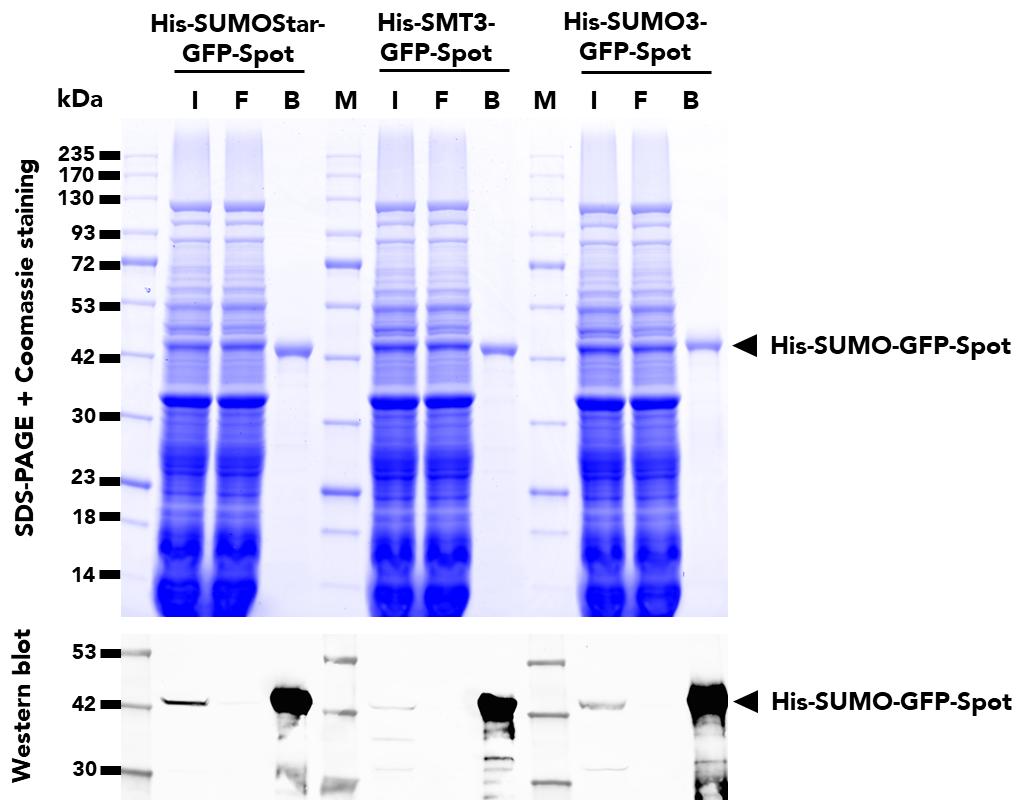 Immunoprecipitation of three different variants of SUMO-tagged, GFP fusion proteins from E. coli cell lysates using SUMO-Tag-Trap Magnetic Agarose. WB analysis was also done on samples from the Input (I), Flow-Through (F), and Bound (B) fractions using ChromoTek Mouse anti-Spot-tag Antibody (28a5) and Multi-rAb CoraLite Plus 647-Goat Anti-Mouse Recombinant Secondary Antibody (RGAM005).