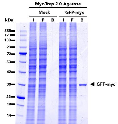 Immunoprecipitation of GFP-Myc fusion protein from HEK293T cells using Myc-Trap® 2.0 Agarose (yt2a). IP was done using both un-transfected (mock) and transfected (GFP-myc) cells. I: Input, F: Flow-through, B: Bound. 
