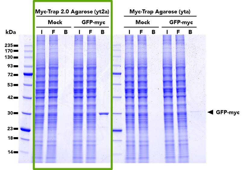 Comparison of pulldown efficacy between the Myc-Trap® 2.0 Agarose (yt2a) (left) and the original Myc-Trap Agarose (right). Both products were used to immunoprecipitate GFP-myc fusion proteins from untransfected (mock) and transfected (GFP-myc) HEK293T cells. The Myc-Trap 2.0 has a higher binding capacity and is able to pull down more GFP-Myc protein than the Myc-Trap. 