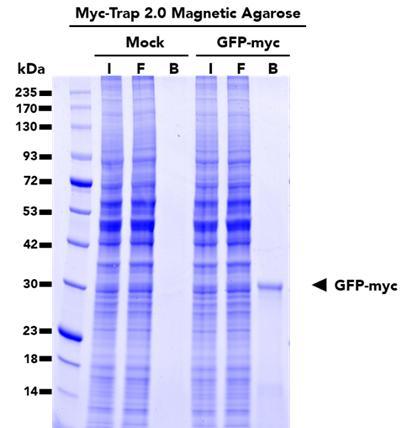 Immunoprecipitation of GFP-Myc fusion protein from HEK293T cells using Myc-Trap® 2.0 Magnetic Agarose (yt2ma). IP was done using un-transfected (mock) and transfected (GFP-Myc) cells. I: Input, F: Flow-through, B: Bound.