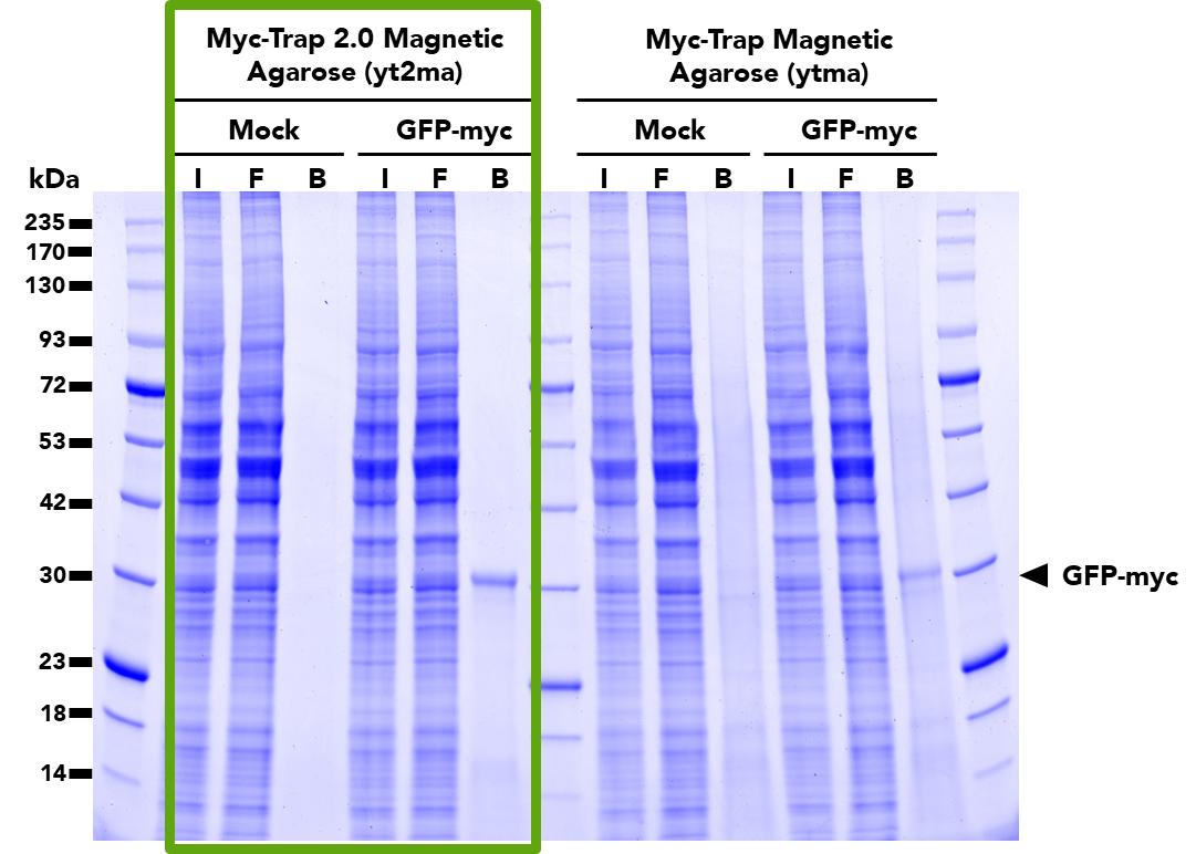 Comparison of pulldown efficacy between the Myc-Trap® 2.0 Magnetic Agarose (yt2ma) (left) and the original Myc-Trap Magnetic Agarose (right). Both products were used to immunoprecipitate GFP-myc fusion proteins from untransfected (mock) and transfected (GFP-myc) HEK293T cells. The Myc-Trap 2.0 has a higher binding capacity and is able to pull down more GFP-Myc protein than the Myc-Trap. Pulldowns with the Myc-Trap 2.0 Magnetic Agarose also show significantly reduced background.