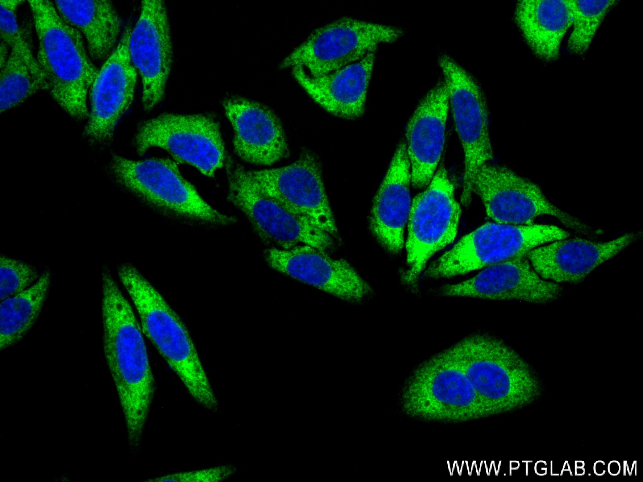 IF Staining of HepG2 using 80959-1-RR (same clone as 80959-1-PBS)