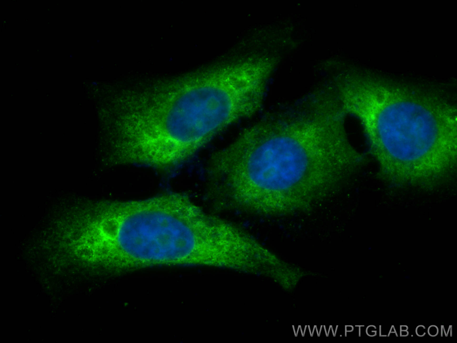 IF Staining of HepG2 using CL488-80959