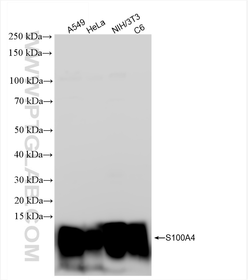 WB analysis using 84221-1-RR