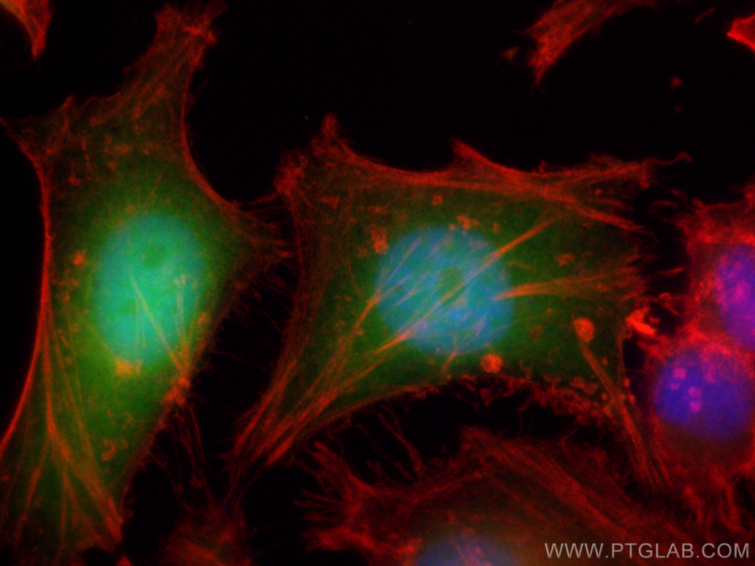 IF Staining of HeLa using CL488-16105