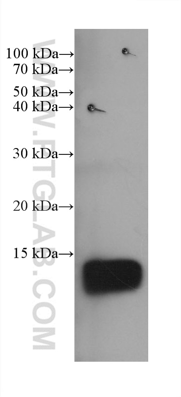 WB analysis of human saliva using 68900-1-Ig (same clone as 68900-1-PBS)