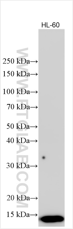 WB analysis using 83578-2-RR (same clone as 83578-2-PBS)