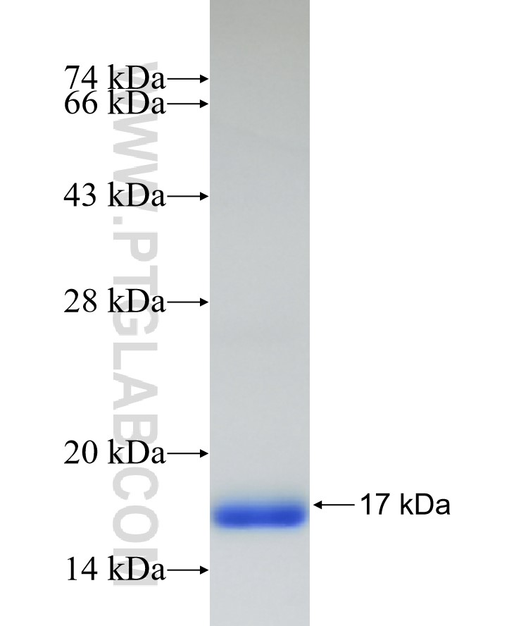 S100A9 fusion protein Ag27025 SDS-PAGE