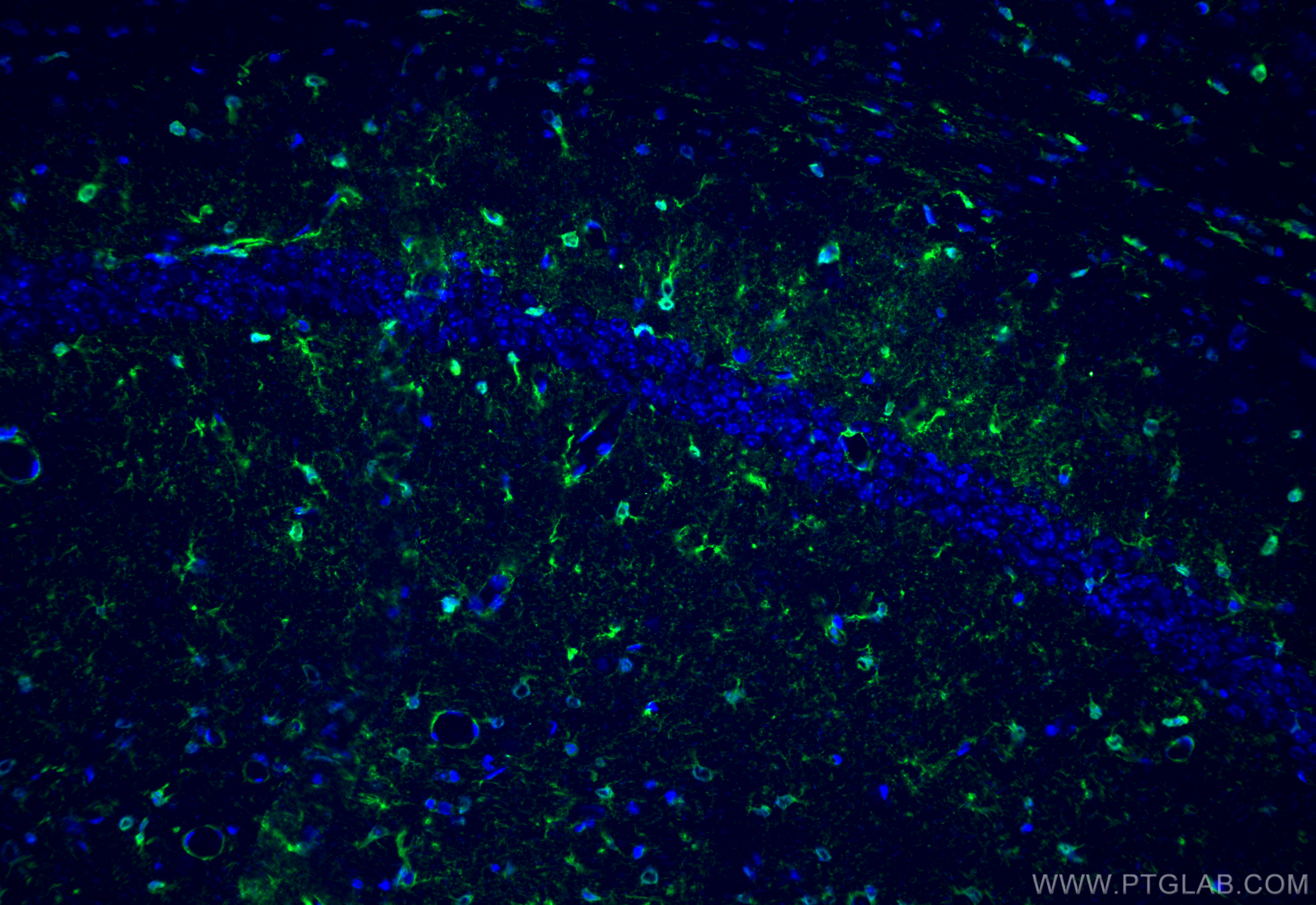 IF Staining of mouse brain using 66616-1-Ig