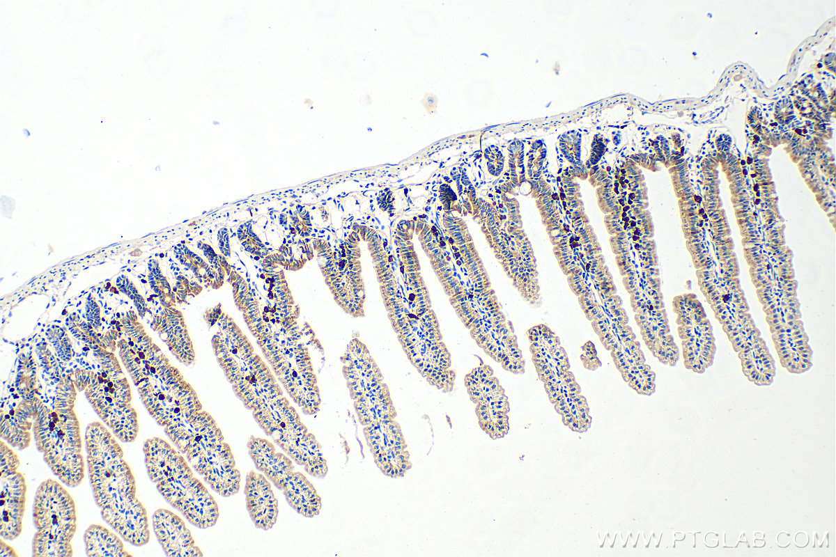 IHC staining of mouse small intestine using 18340-1-AP