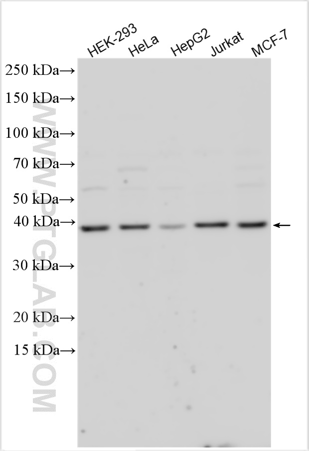 WB analysis using 55204-1-AP