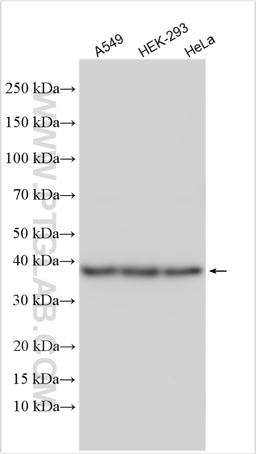 WB analysis using 10229-1-AP