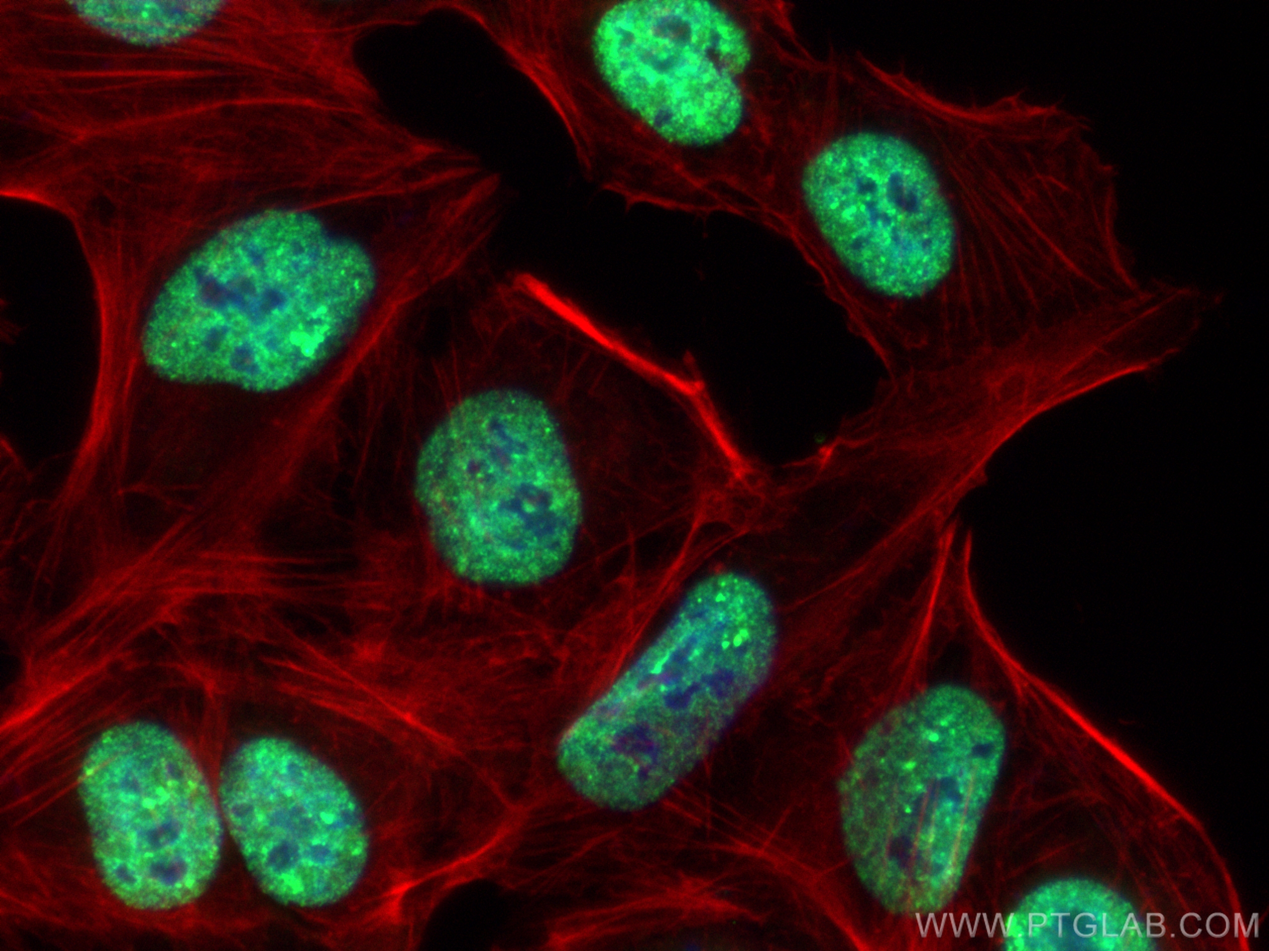 IF Staining of U2OS using CL488-11642